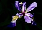 6 Iris versicolor.jpeg